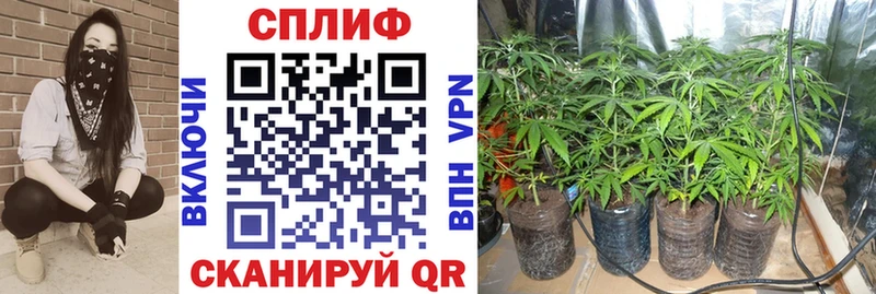 наркотики  Северобайкальск  MEGA ТОР  Канабис сатива 